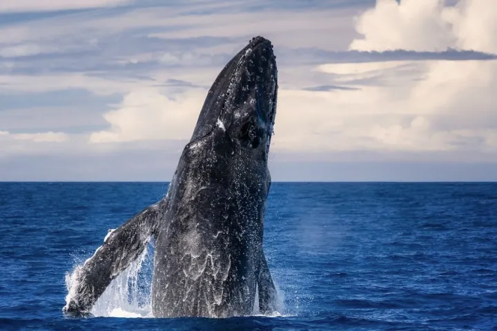 a whale jumping out of the water
