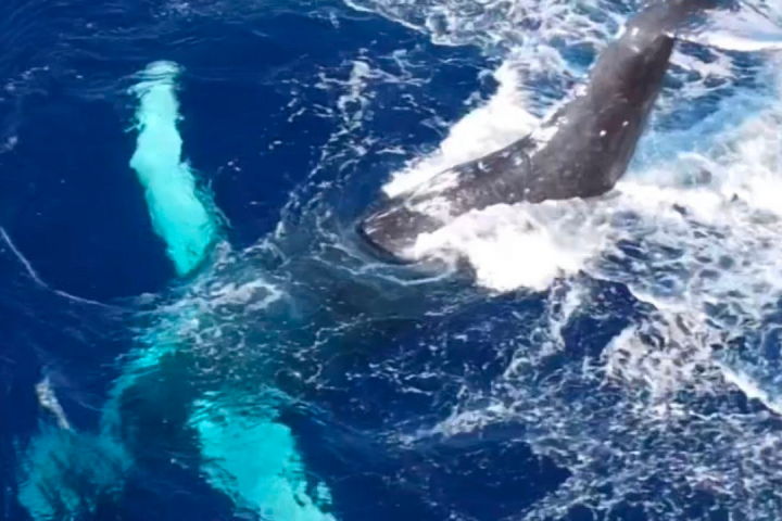 a bird swimming in water