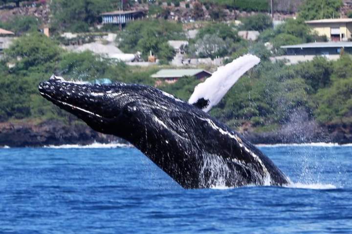 a whale jumping out of the water