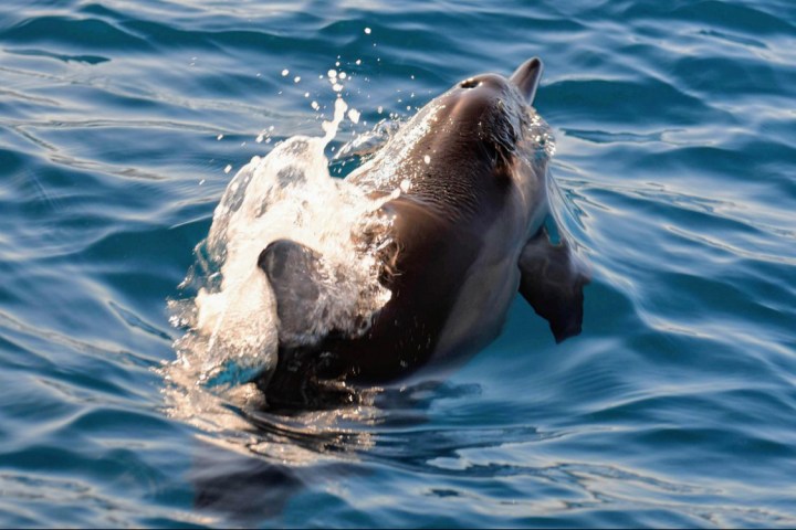 a dog swimming in a body of water