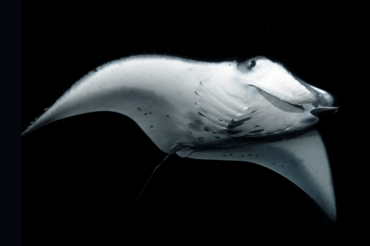 a close up of a fish