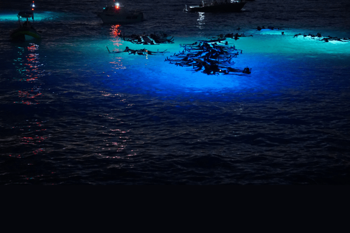 a group of people swimming in a body of water