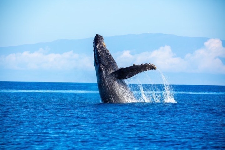 a whale jumping out of the water