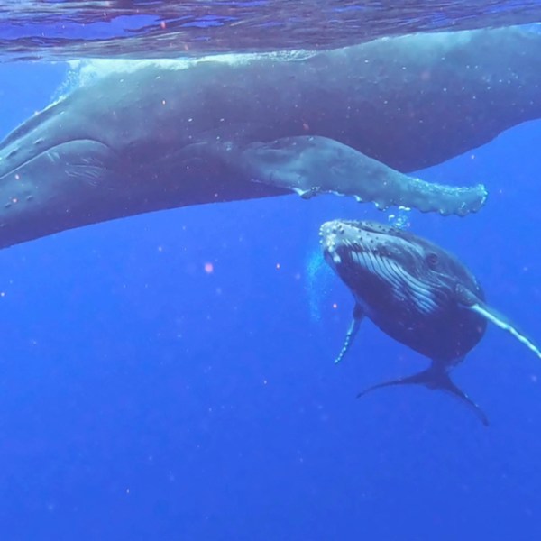 a bird swimming in water