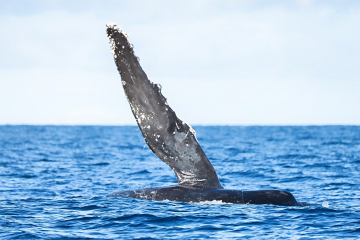 Whale fin emerges from the ocean on a clear day, with blue water and sky.